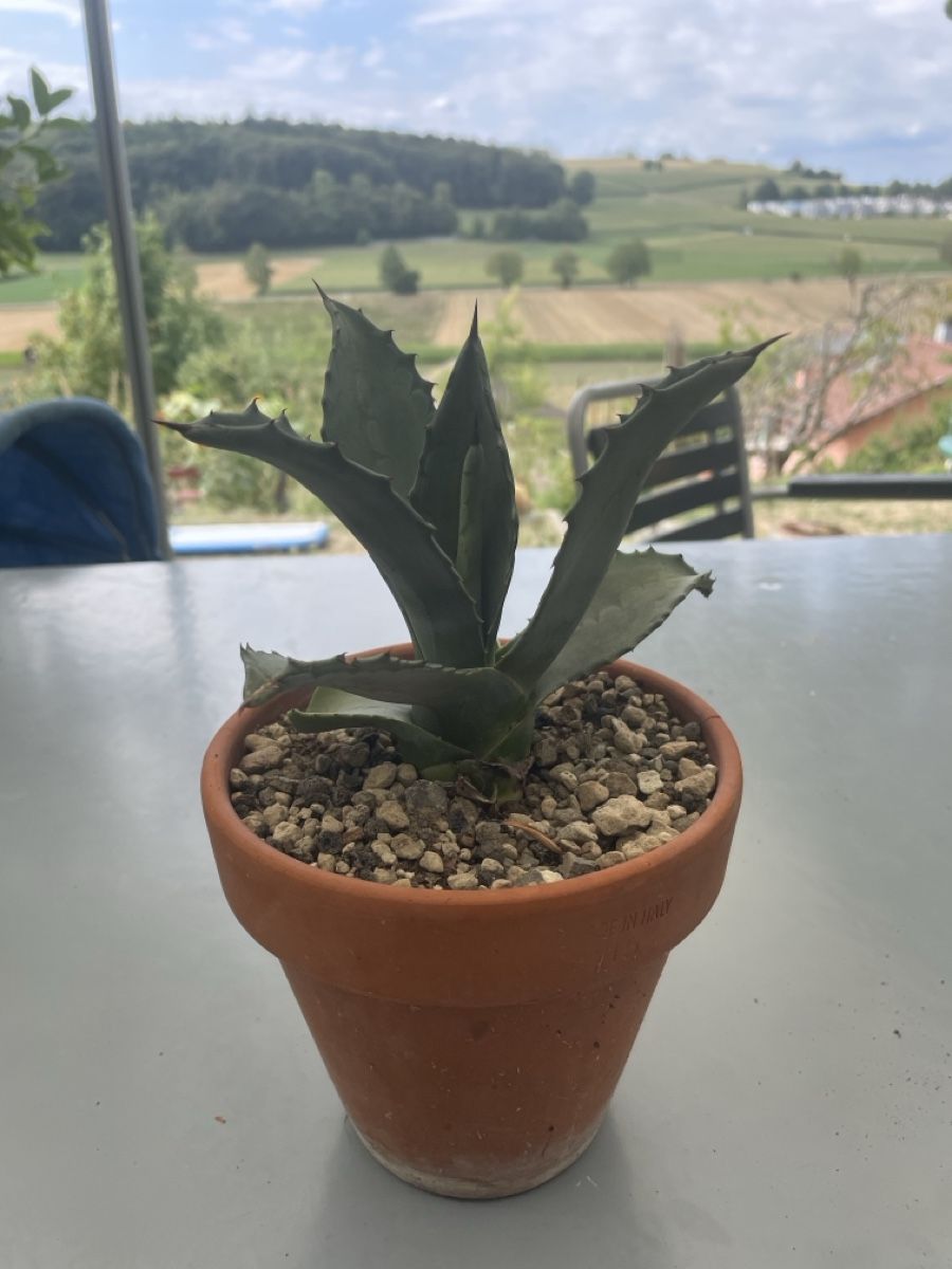 Plantes & graines: Hundertjährige Agave – D'occasion à Ersigen par daniel0236