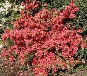 Piante & sementi: Azalée japonaise 'Bengal fire'  SUPERBE 2 PLANTS – Usato da Bremblens venduto da FIBONACCI369 2