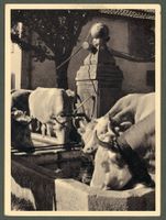 AK sw VD à l' abreuvoir, An der Tränke ≈ 1950 