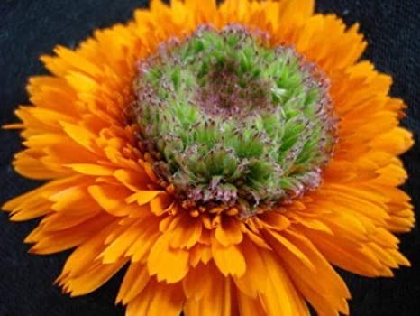 Piante & sementi: 200 Samen Ringelblume GREENHEART – Nuovo (secondo la descrizione) da Ehrendingen venduto da VerveinaSamen 1