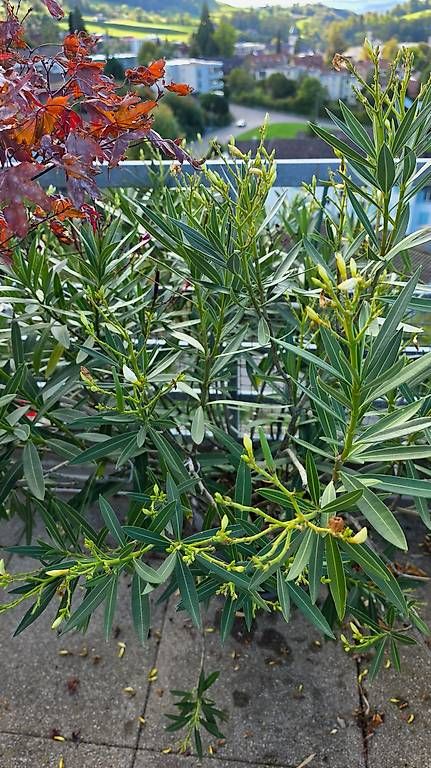 Plantes & graines: Noch mehr – D'occasion à Wald ZH par Lodenzeus