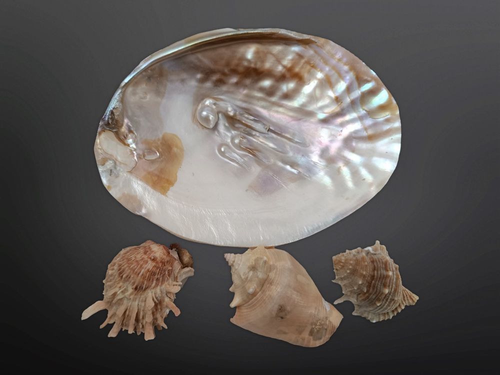 Muschelschalen Set mit Perle (Gebraucht) in Suhr für CHF 3 – mit ...