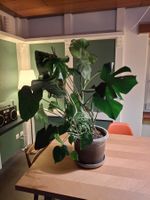 Monstera Zimmerpflanze gross mit Topf guter Zustand