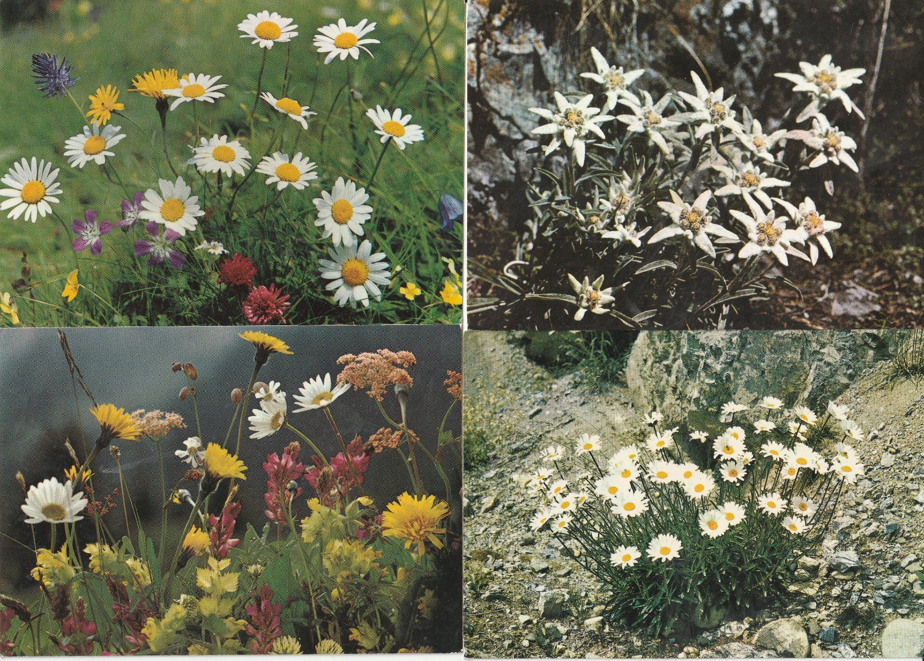 Cartoline postali: 40  Blummenkarten – Usato da Lumbrein venduto da made02 5