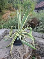 Grosse Agave Americana
