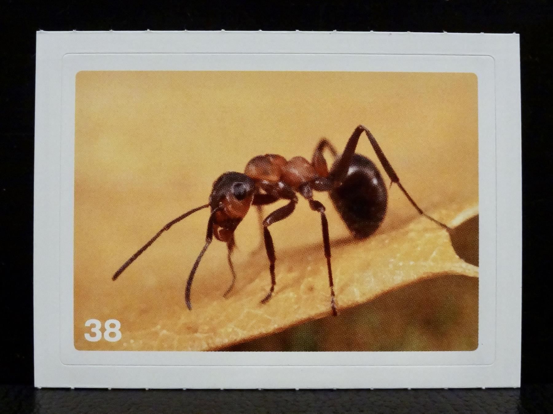 Migros Carte collezionabili: MIGROS MANIA Nature Detectives Nr. 38 – Nuovo e nell'imballaggio originale da Kerzers venduto da zimmergruen