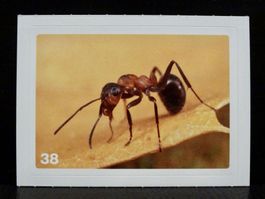 MIGROS MANIA Nature Detectives Nr. 38