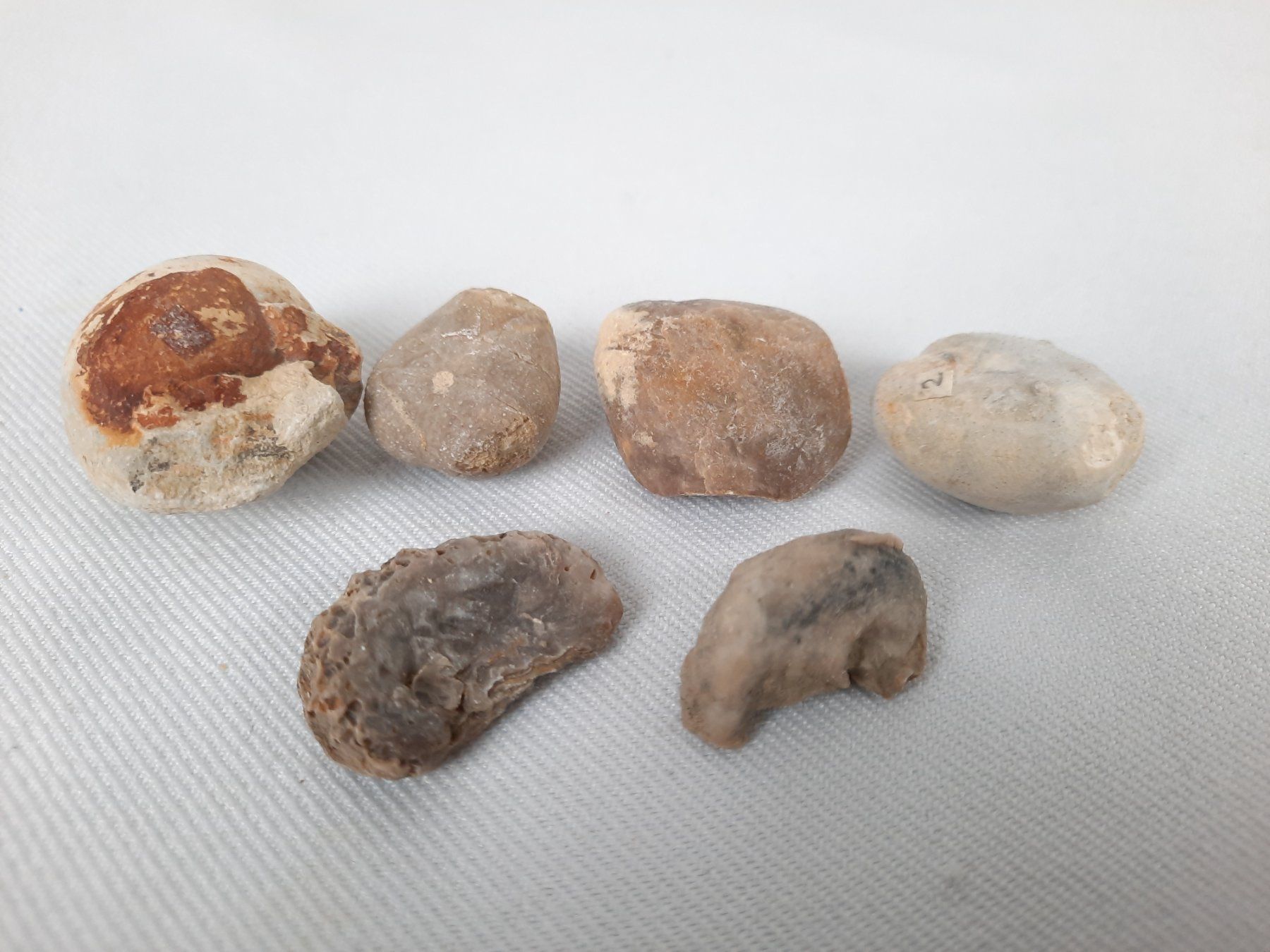 Fossilien: Fossilien – Gebraucht aus Beinwil am See von Restwert_Beinwil 2