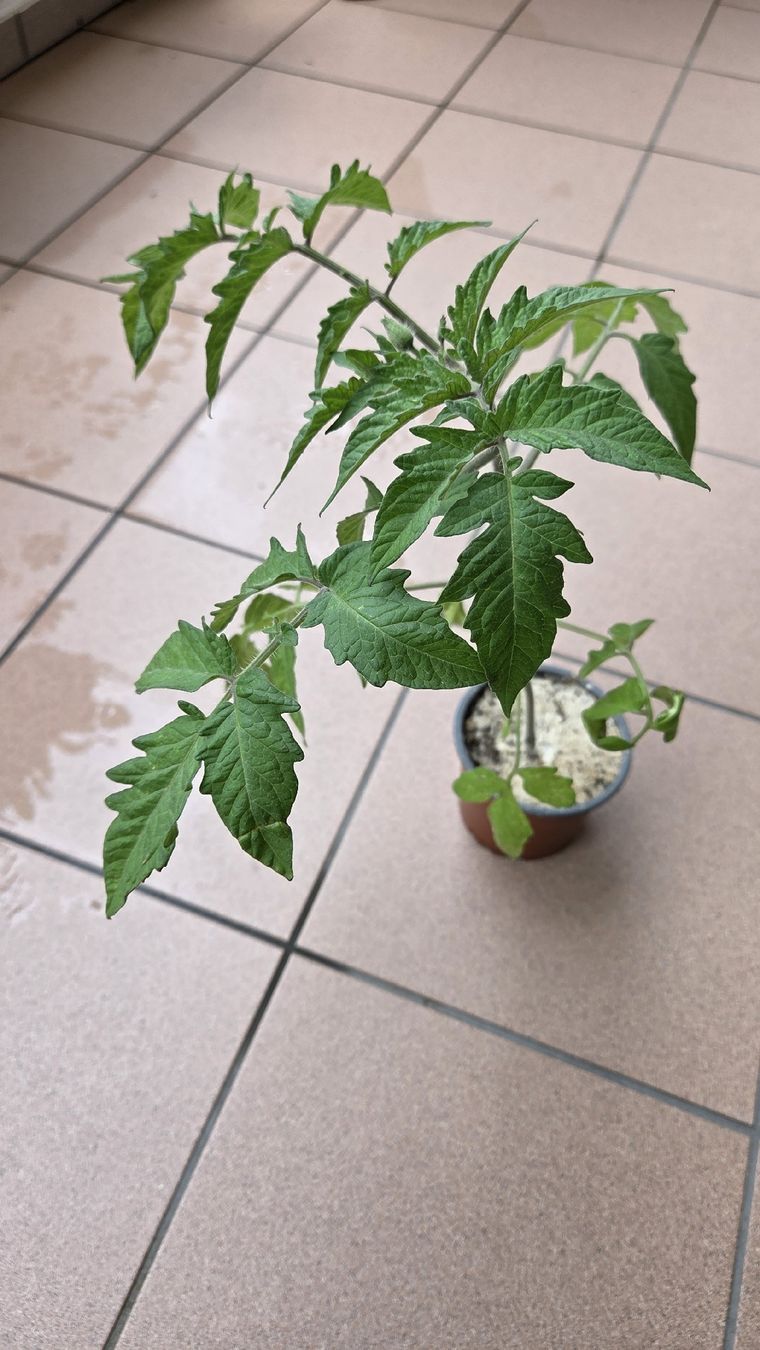Piante & sementi: Tomaten Setzling  – Usato da Oberwil (Dägerlen) venduto da Green_lady