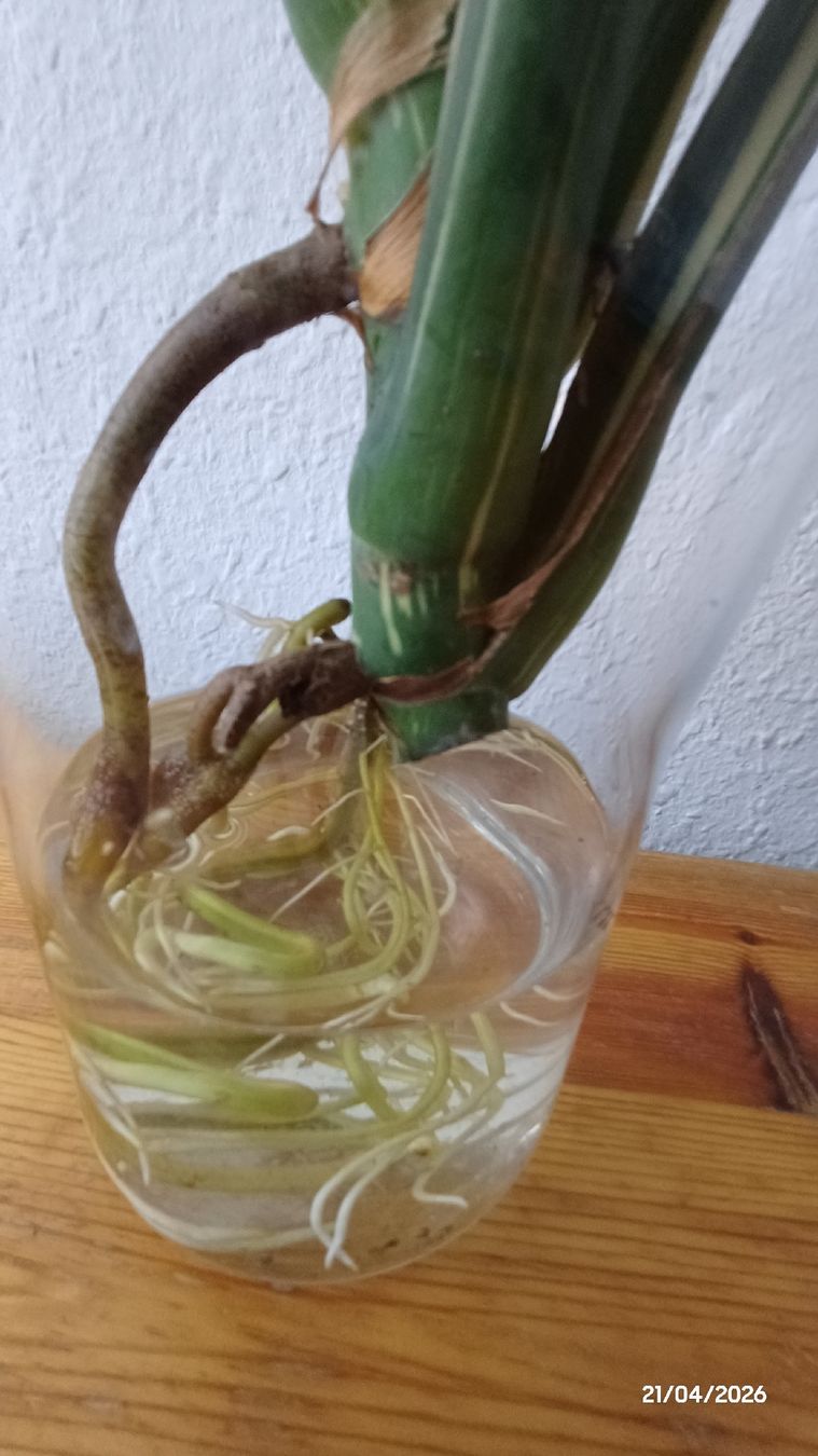 Piante & sementi: Monstera thai constellation – Usato da Bern venduto da uwi_8t7x 2
