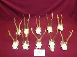 Reh, Geweihe, Trophäe, Horn, Dekoration, Jagd Abwurfstangen