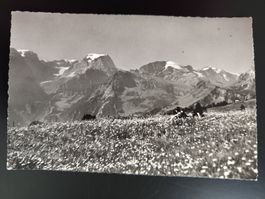 Braunwald gegen Tödi, Gemsfayren, Claridenstock dat 1949