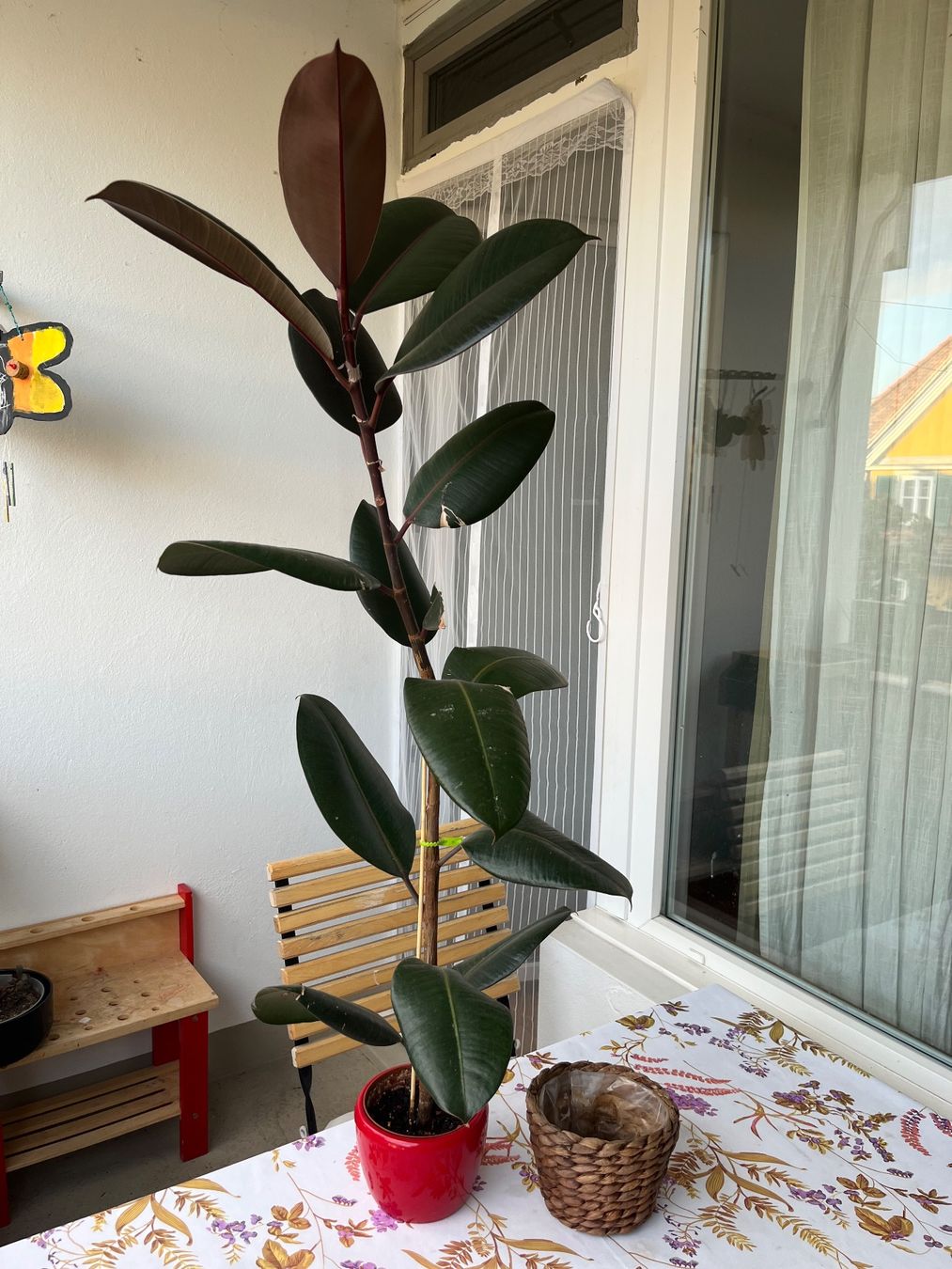 Piante & sementi: Gummibaum (Ficus elastica) – Usato da Bern venduto da kho_s6j8