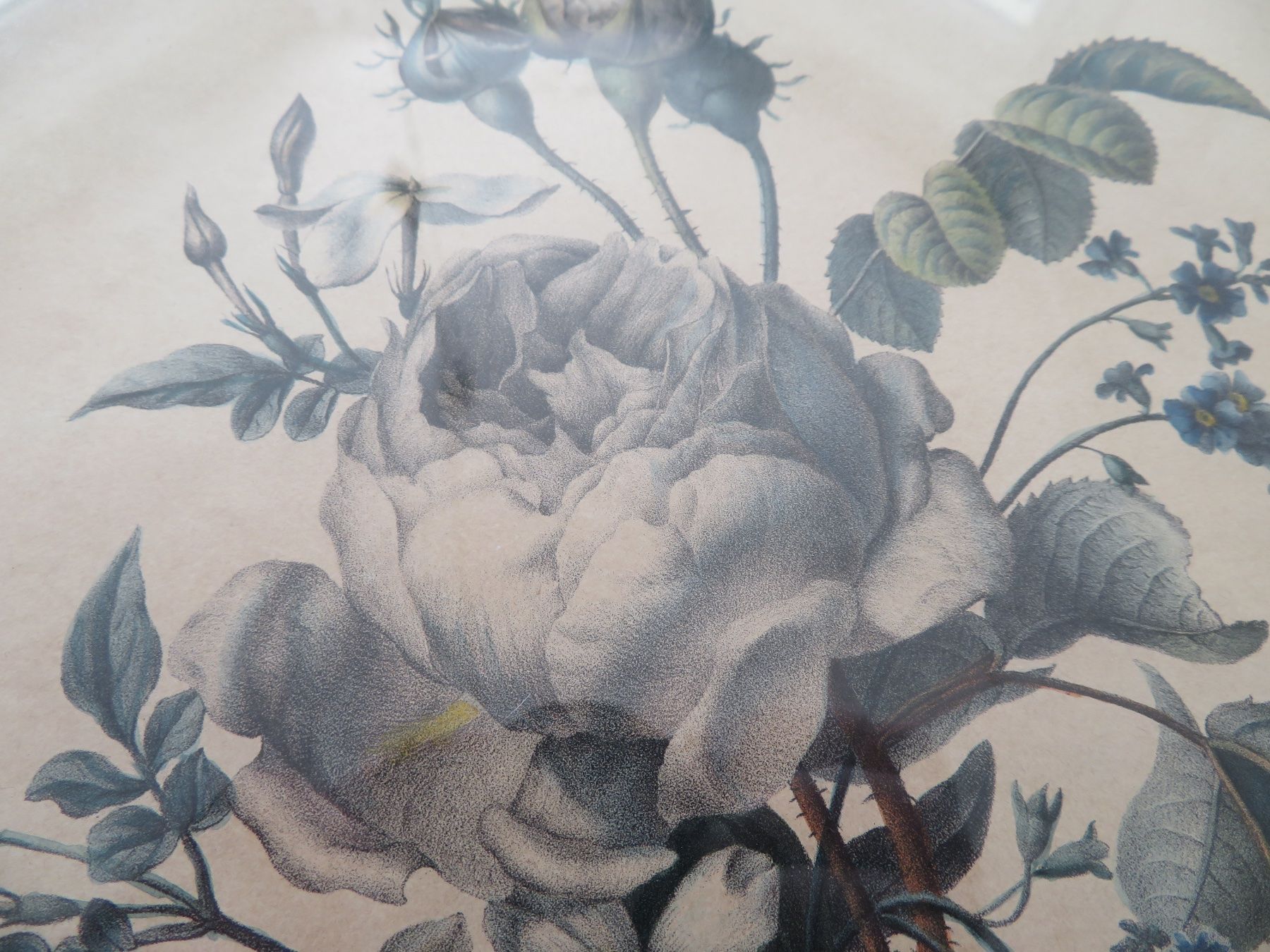 Grafiken & Lithographien: Hundertblättrige Rose – Gebraucht aus Bern von mordswein 3