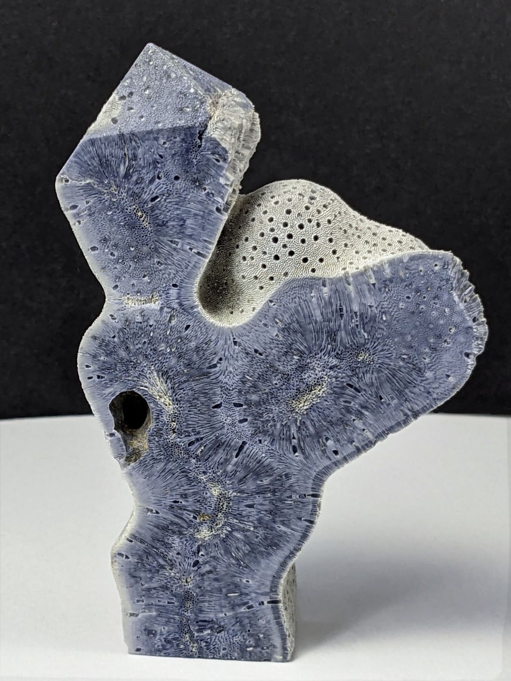 Mineralien & Heilsteine: Schaumkoralle Stein 8,4cm mit Stehfläche – Neu und originalverpackt aus Meilen von StoneGarden