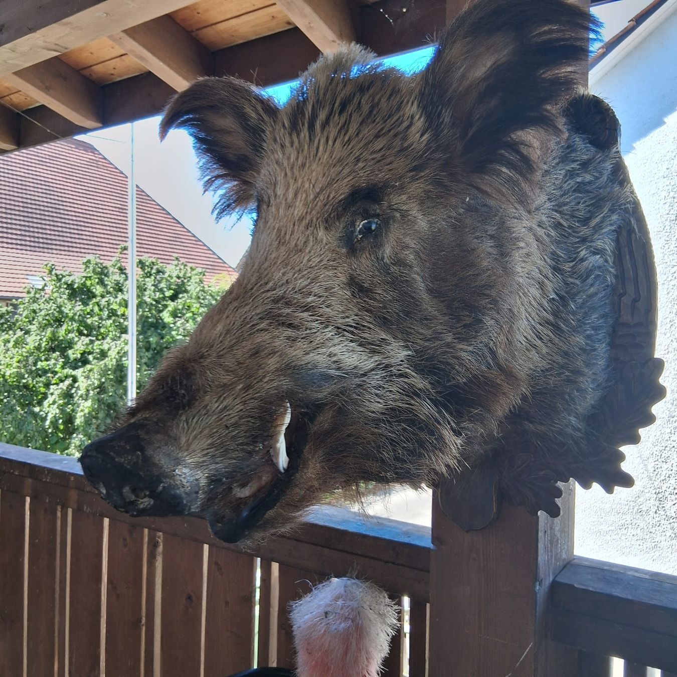 Welt der Tiere: Wildschweinkopf – Gebraucht aus Niederhasli von Mexa