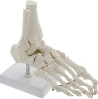 Fuss-Skelettmodell in Lebensgröße - Anatomisches Modell