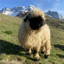 Profile image of ald_pz9n