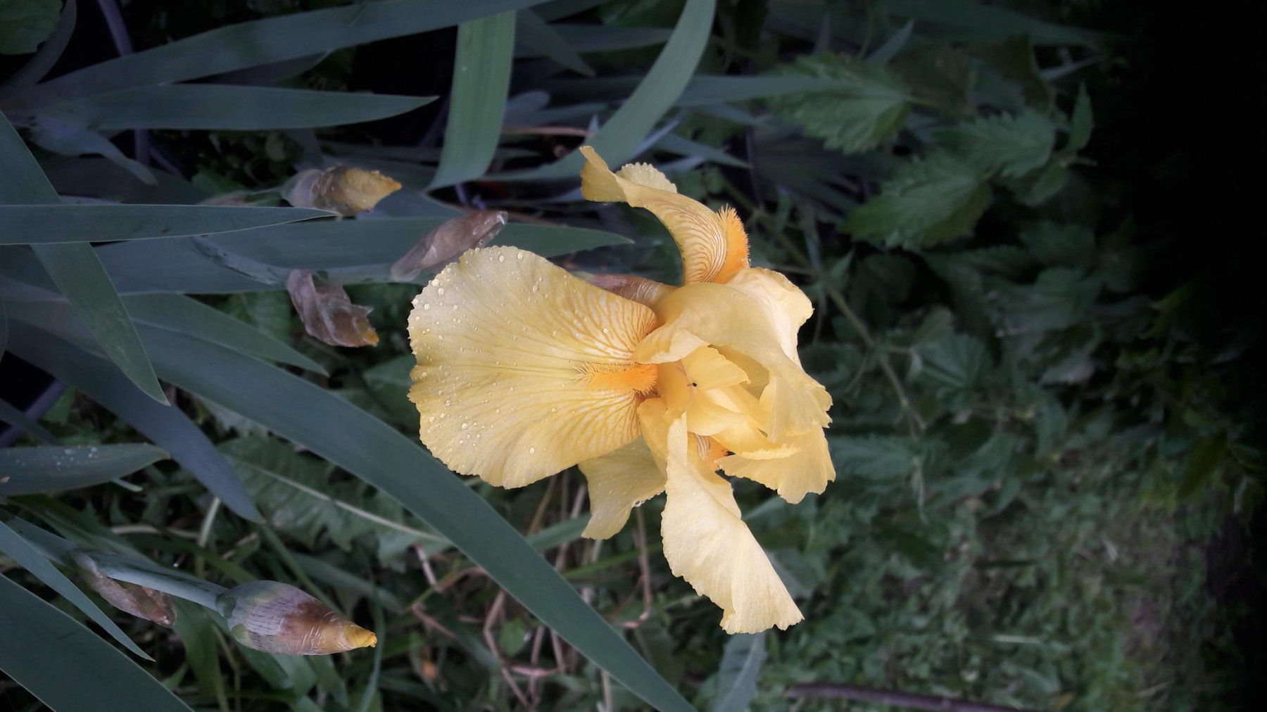 Piante & sementi: Iris Germanica-Grp. Schwertlilie – Usato da Zug venduto da SirGoldFish 2