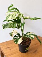 🌿 Monstera Variegata – seltene Rarität 🤍💚