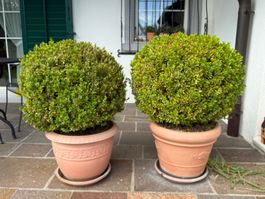 2 Buchskugeln mit Topf / buxus