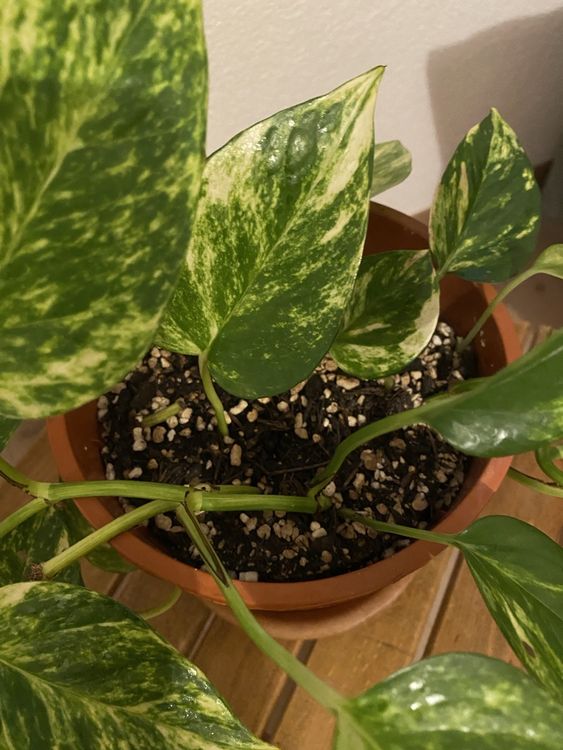 efeutute variegata Große Efeutute Marble Queen | Epipremnum