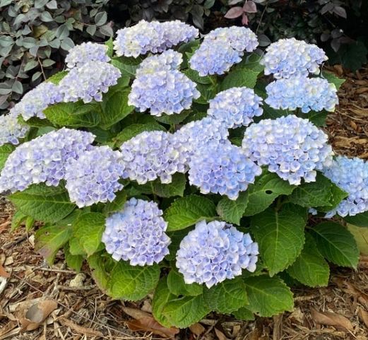 Pflanzen & Samen: Hydrangea Magic Revolution Blau 50cm Apartment Hortensie – Neu und originalverpackt aus Rovio von POSITIFFARTandPLANTS 1