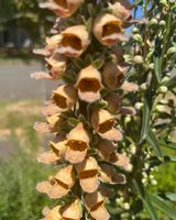 Rostbrauner Fingerhut - Digitalis ferruginea - 200 Samen