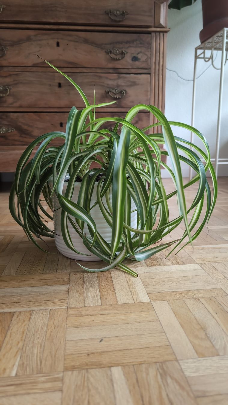 Plantes & graines: Spider Plant – D'occasion à Wallisellen par ali_x62p