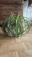 Spider Plant