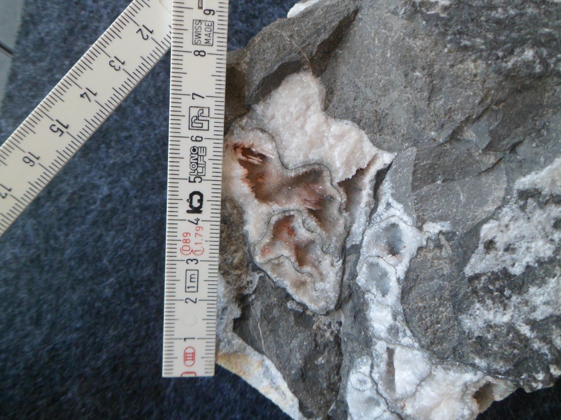 Fossili: Ammonit Selten Schweiz – Usato da Affoltern am Albis venduto da Fossil60 5