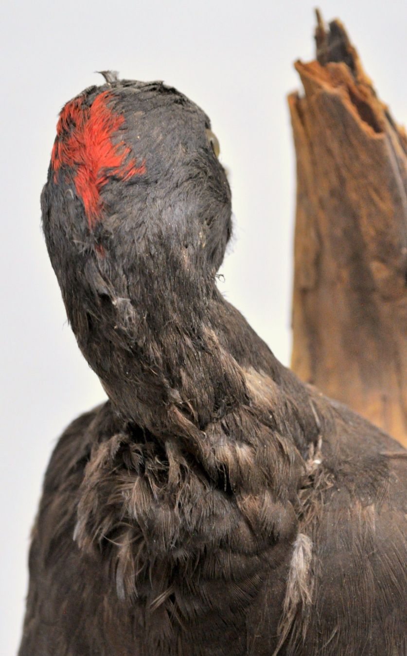 Il mondo degli animali: Pic noir naturalisé – Usato da Neuchâtel venduto da Neuchatel 6