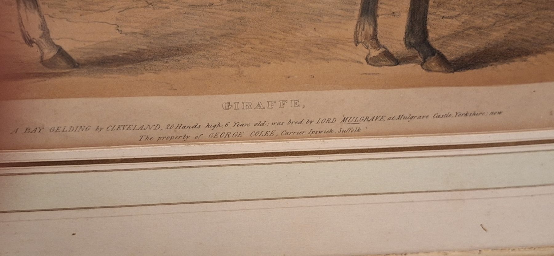 Grafica & Litografie: Seltene Antike Lithografie Pferd gerahmt 1873 – Usato da Mönchaltorf venduto da Joka013 4