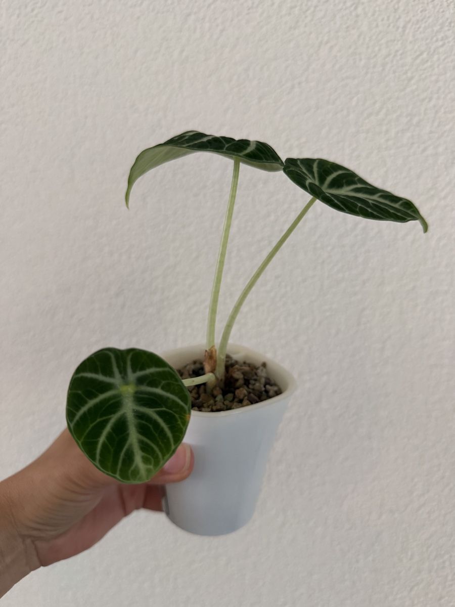 Piante & sementi: Alocasia Ninja im SB-Topf – Usato da Ostermundigen venduto da summy73 2
