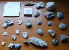 kleine Fossilien-Mineralien-Sammlung, perfekt für Kinder