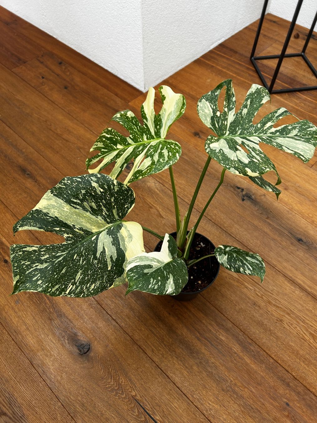 Pflanzen & Samen: Monstera Thai Constellation💚 – Gebraucht aus Wattwil von Mikesplantshop 1
