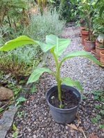 Pflanze winterharte Banane