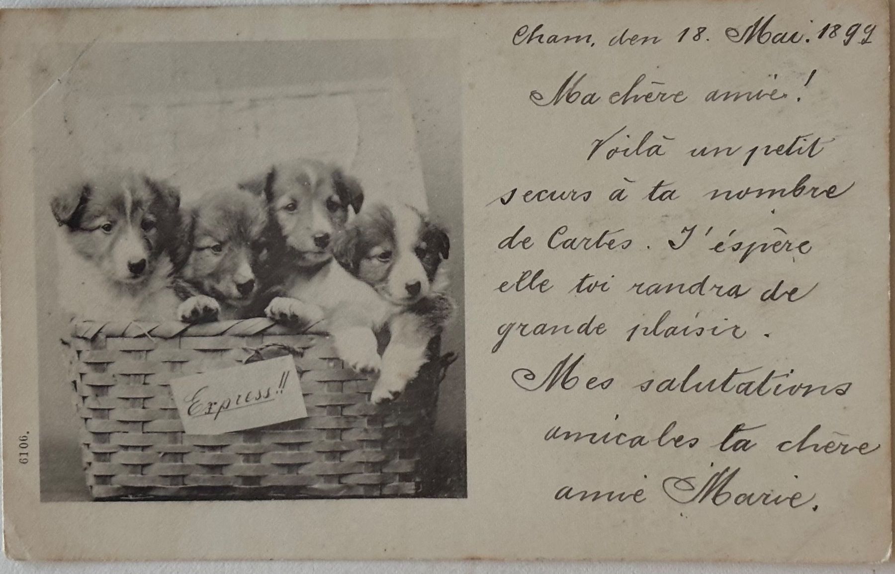 Cartes postales: Hunde, Cham, 1899 – D'occasion à Frauenfeld par Merk52