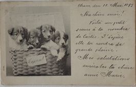 Hunde, Cham, 1899