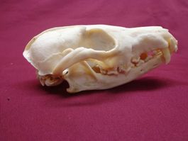Fuchs - Schädel, Zähne, Kiefer, Dekoration, Jagd, Kopf