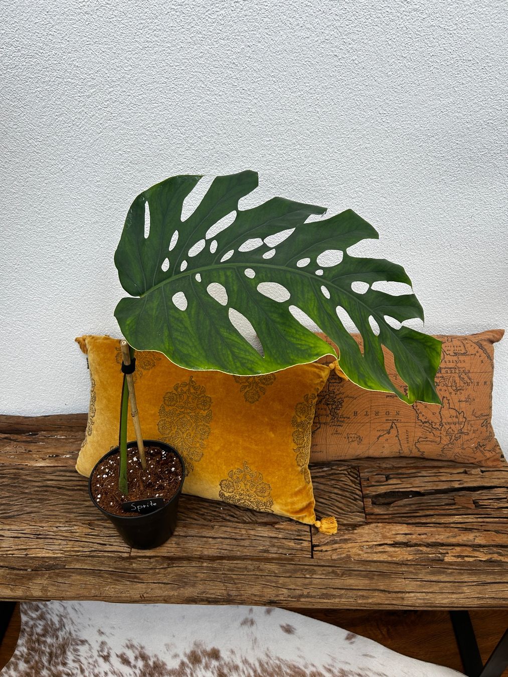 Piante & sementi: Monstera Dubia XL Steckling – Usato da Wattwil venduto da Mikesplantshop 1