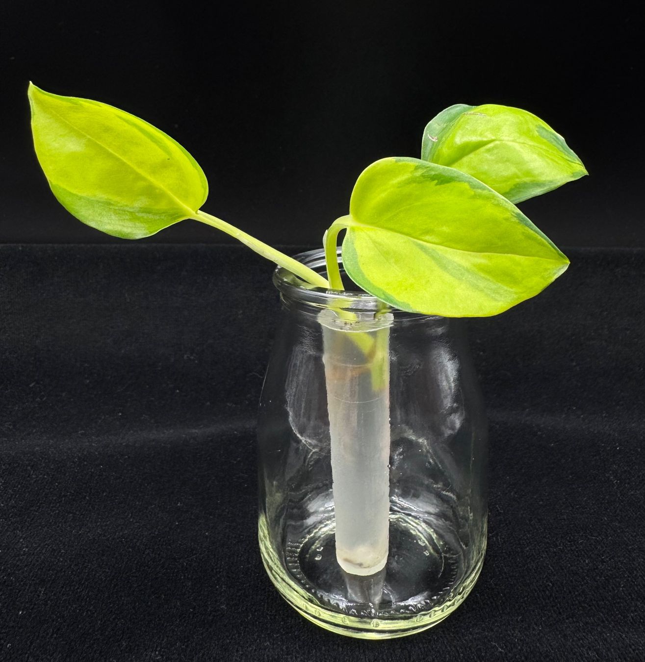 Piante & sementi: Epipremnum aureum 'Neon Joy' - Kopfsteckling – Nuovo (secondo la descrizione) da Bühler venduto da googelibear