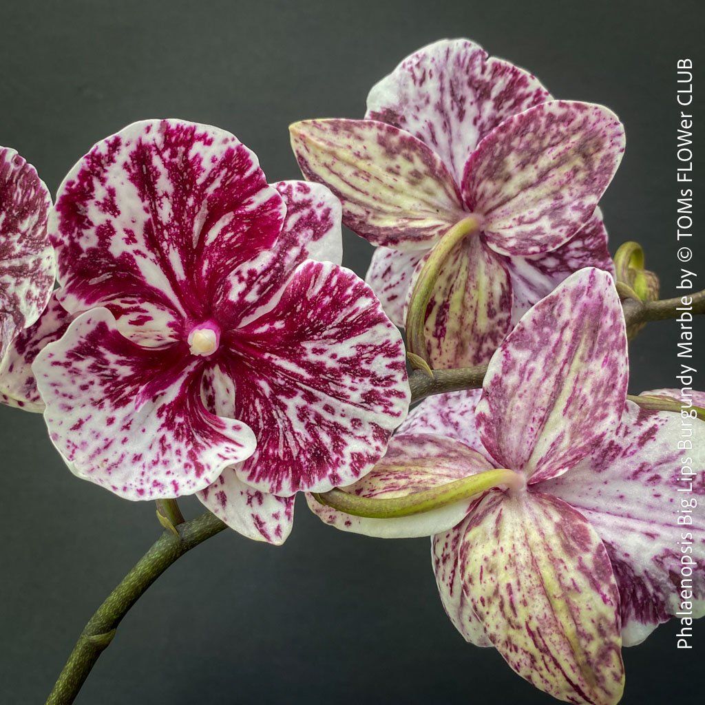 Piante & sementi: Phalaenopsis Burgundy Marble - einzigartige Blütenfarbe – Nuovo e nell'imballaggio originale da Adliswil venduto da TAKEYOURPLANT 6