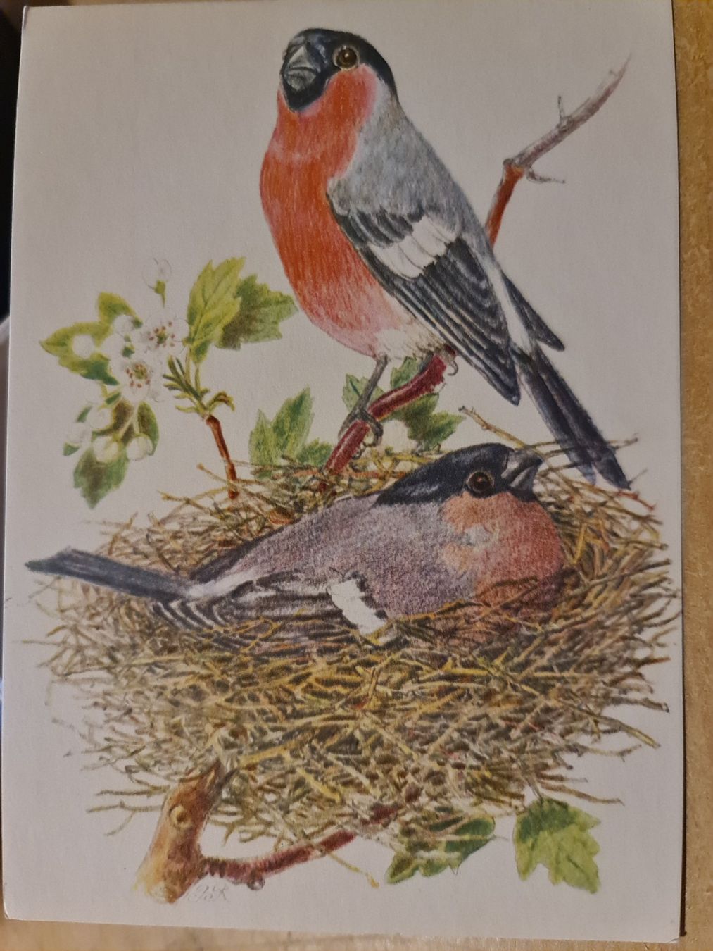 Cartoline postali: Ansichtskarte Dompfaff, Wintergruss – Nuovo (secondo la descrizione) da Dintikon venduto da Vexi