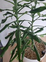 Dracaena Pflanze im weissen Topf gebraucht guter Zustand