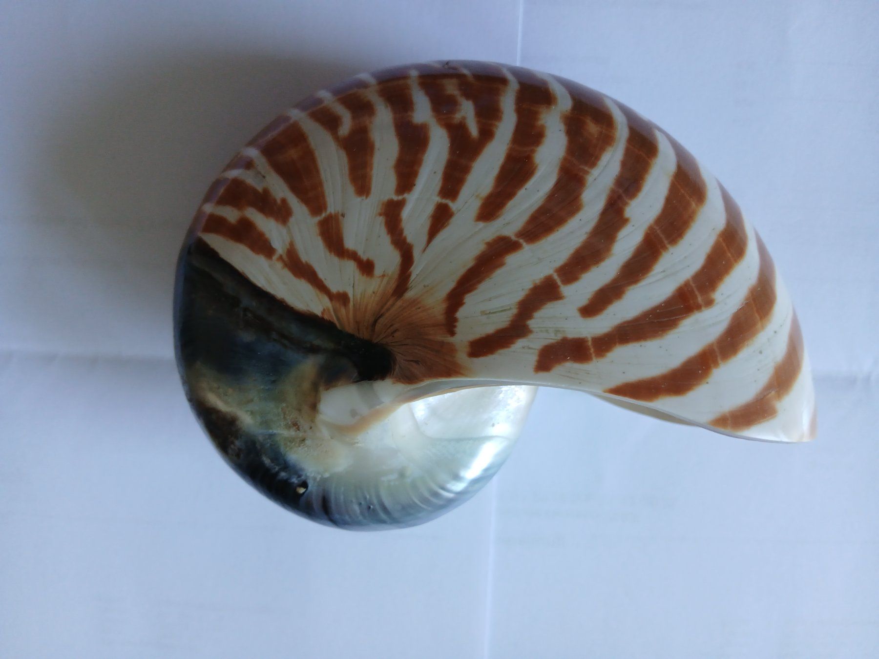 Tutte le decorazioni: Nautilus Muschel – Usato da Zürich venduto da Mephisto87 7