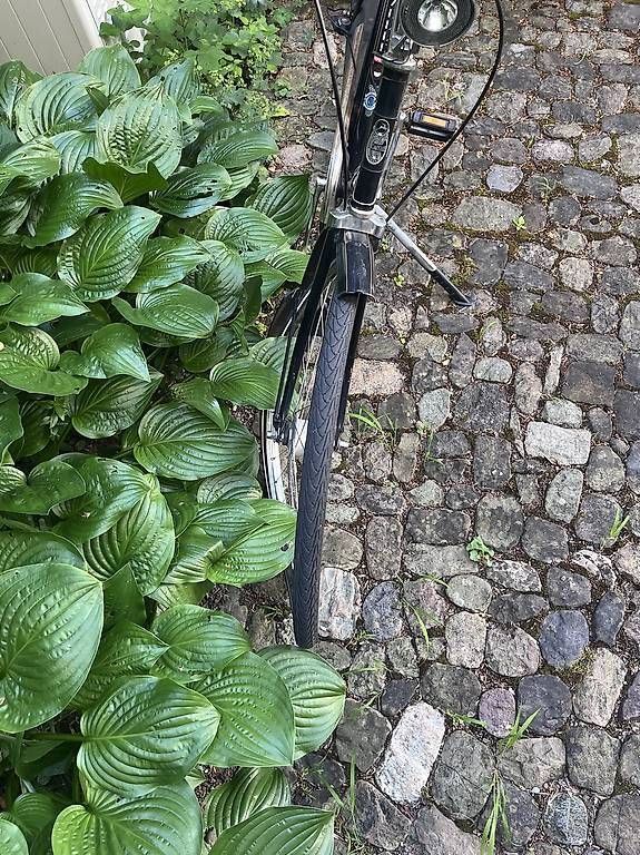 Gazelle Biciclette: Gazelle Velo – Usato da Zürich venduto da amu_5wjf 1