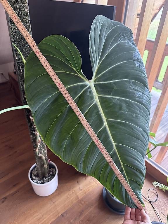 Pflanzen & Samen: Philodendron Glorious – Gebraucht aus Heimberg von pas_9bd9 2