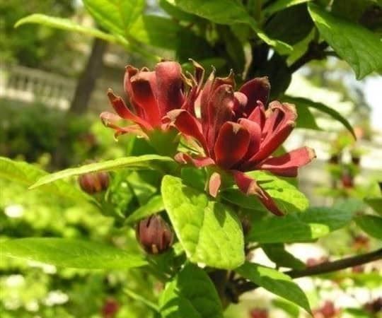 Piante & sementi: Calycanthus (PARFUM DE CANNELLE) 2x – Nuovo (secondo la descrizione) da Bremblens venduto da FIBONACCI369