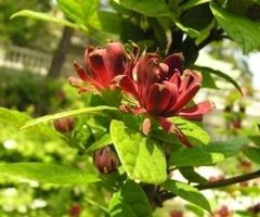Calycanthus (PARFUM DE CANNELLE) 2x